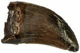 Serrated, Tyrannosaur (Nanotyrannus?) Tooth - Montana #323976-1